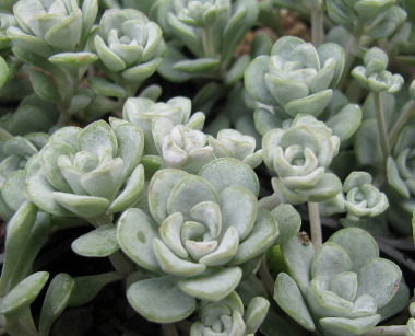 Sedum spathulifolium 'Cape Blanco'